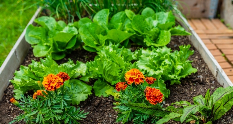 raised garden bed with marigolds and lettuce plants